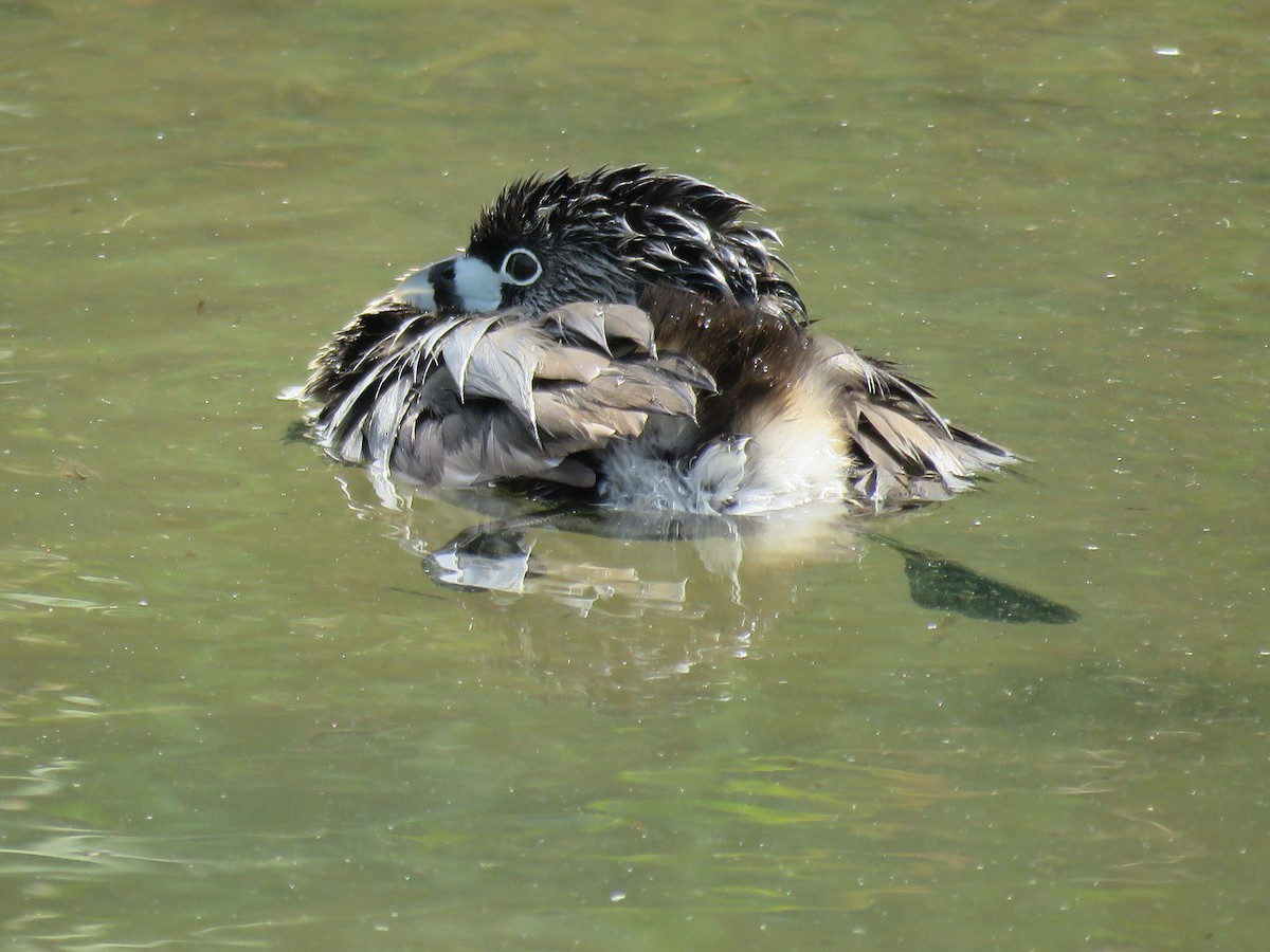 Pied-billed Grebe - Suzi Holt