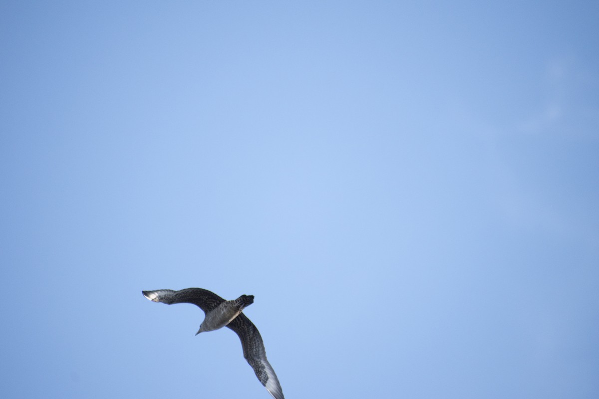 Parasitic Jaeger - Grace Huffman