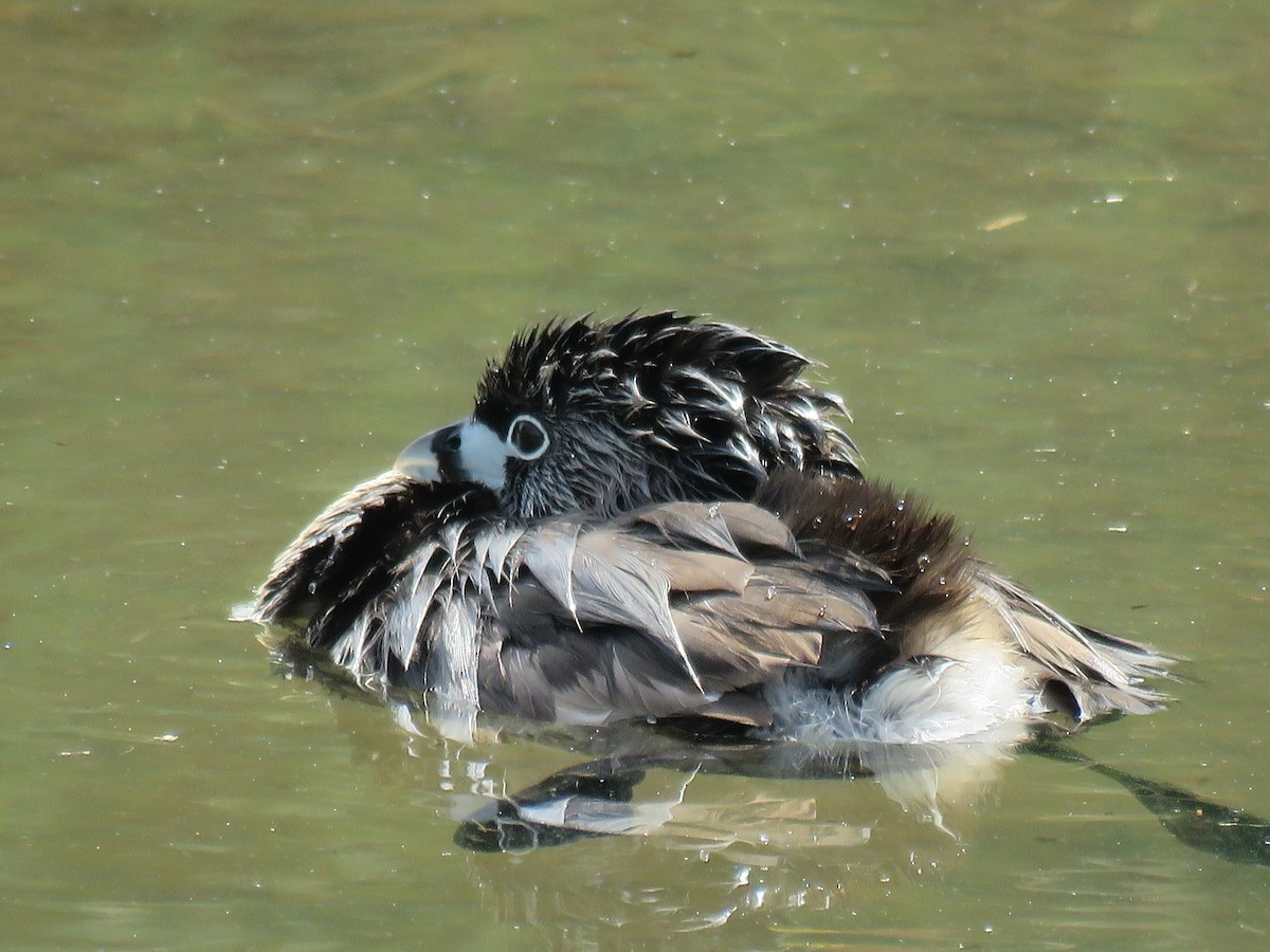 Pied-billed Grebe - ML26695541