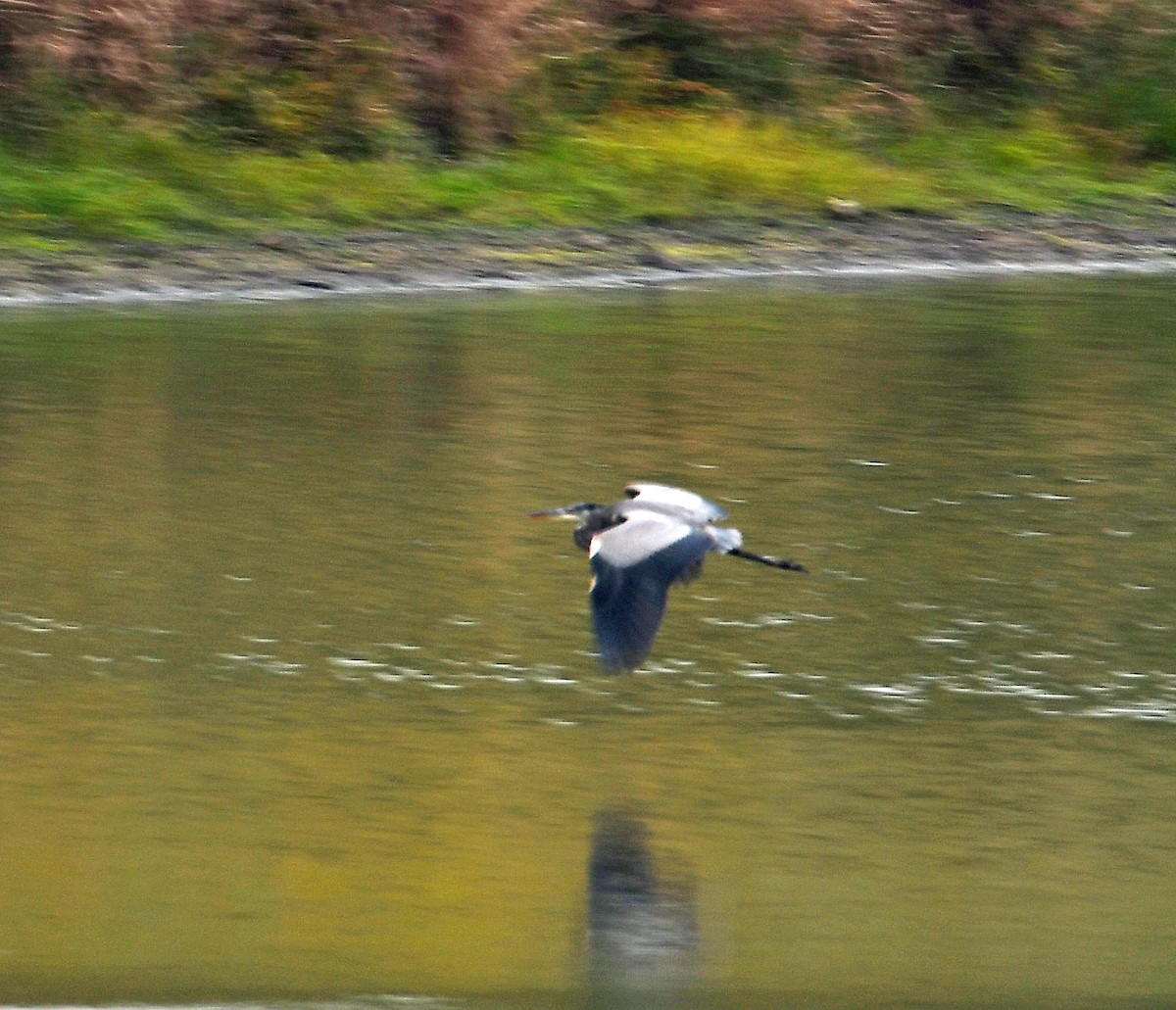 Kanadareiher - ML266955821