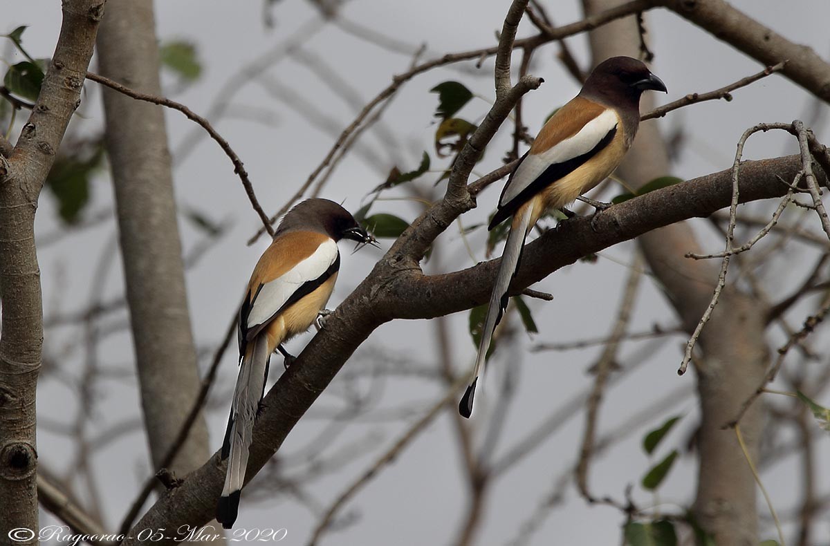 Rufous Treepie - ML266955961