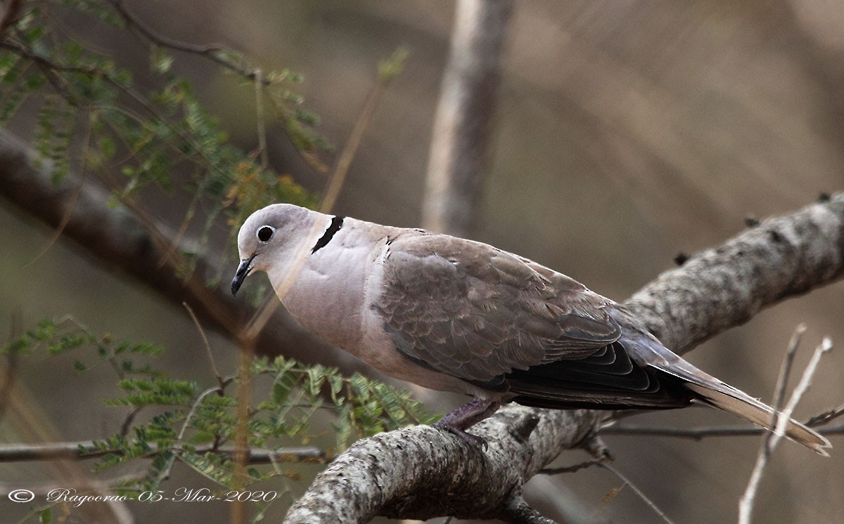Eurasian Collared-Dove - ML266956531