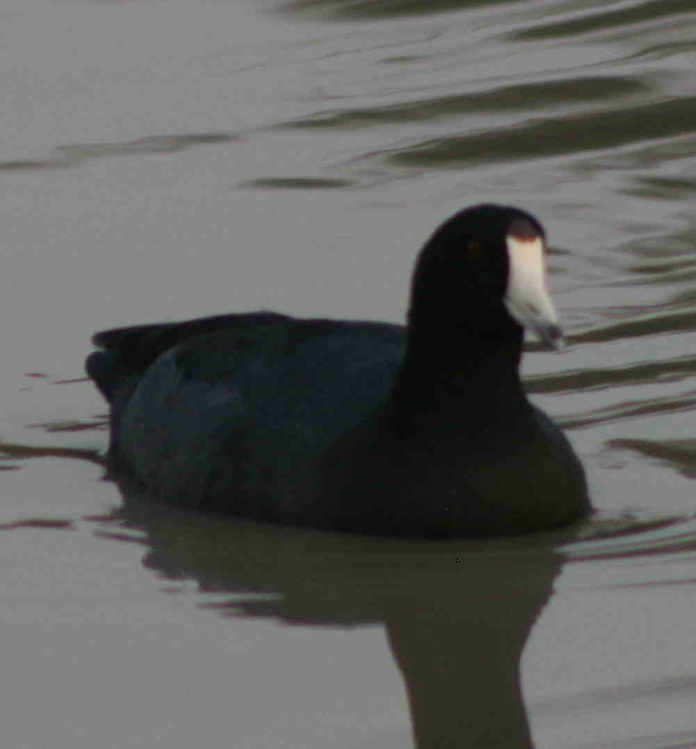 American Coot - ML266956691