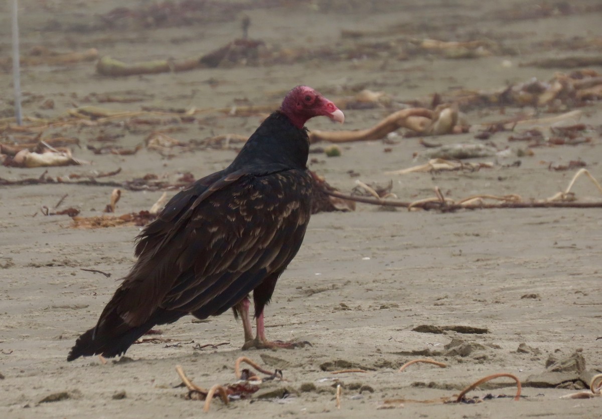 Turkey Vulture - ML266956821