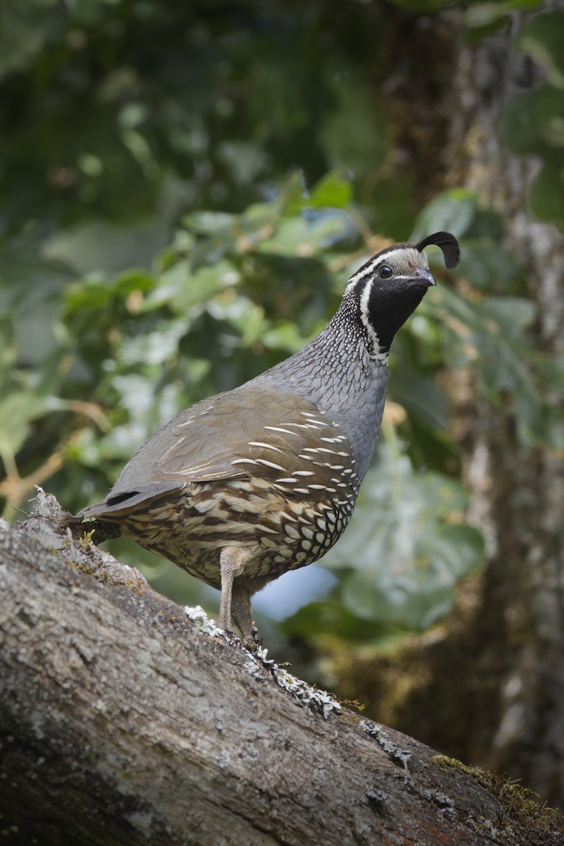 California Quail - ML266957721