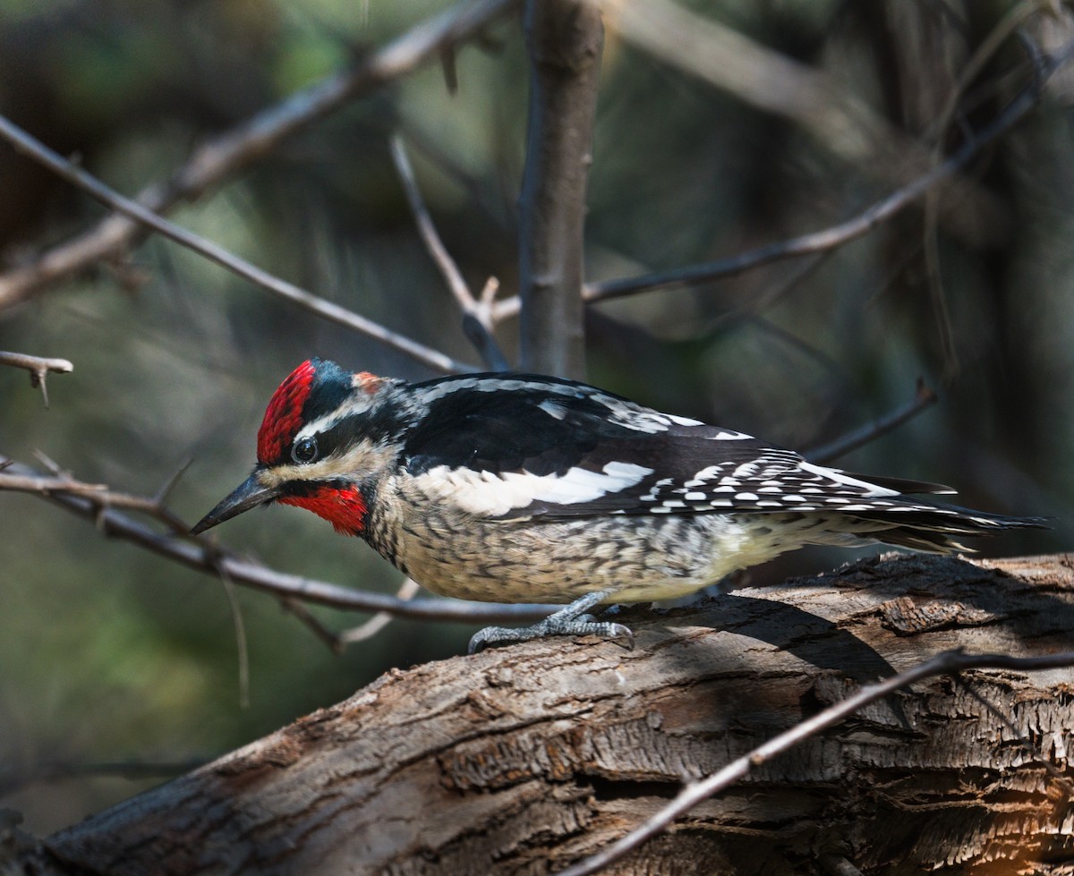 Red-naped Sapsucker - Jim Merritt