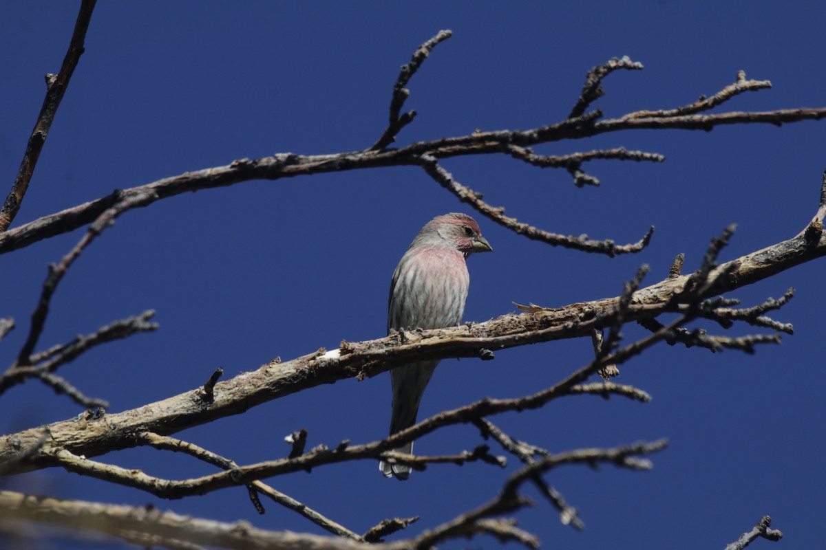 House Finch - ML266959961