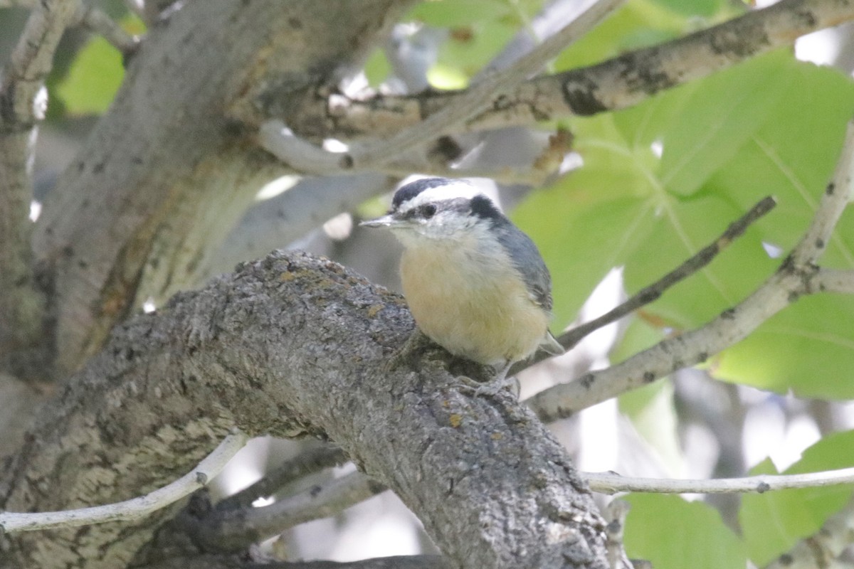 Red-breasted Nuthatch - ML266959971