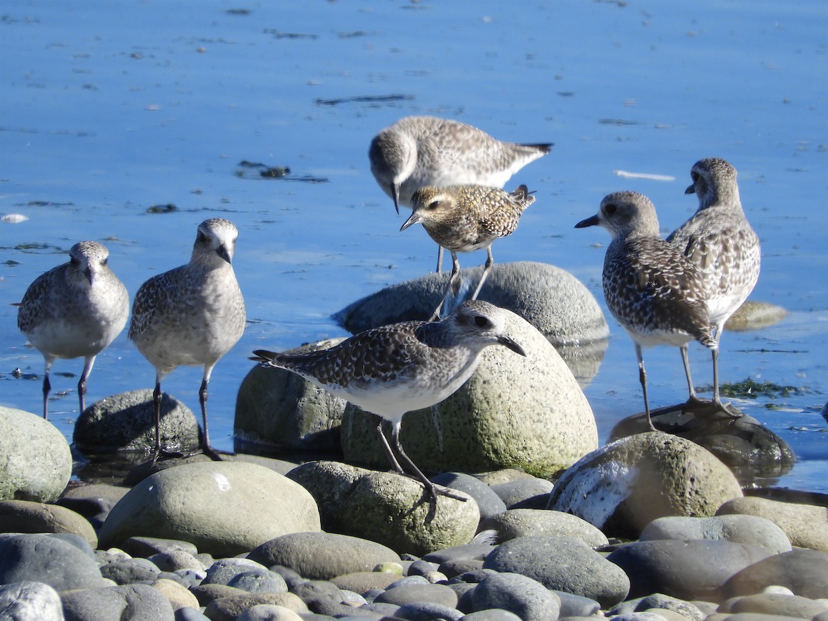 Pacific Golden-Plover - ML266961441