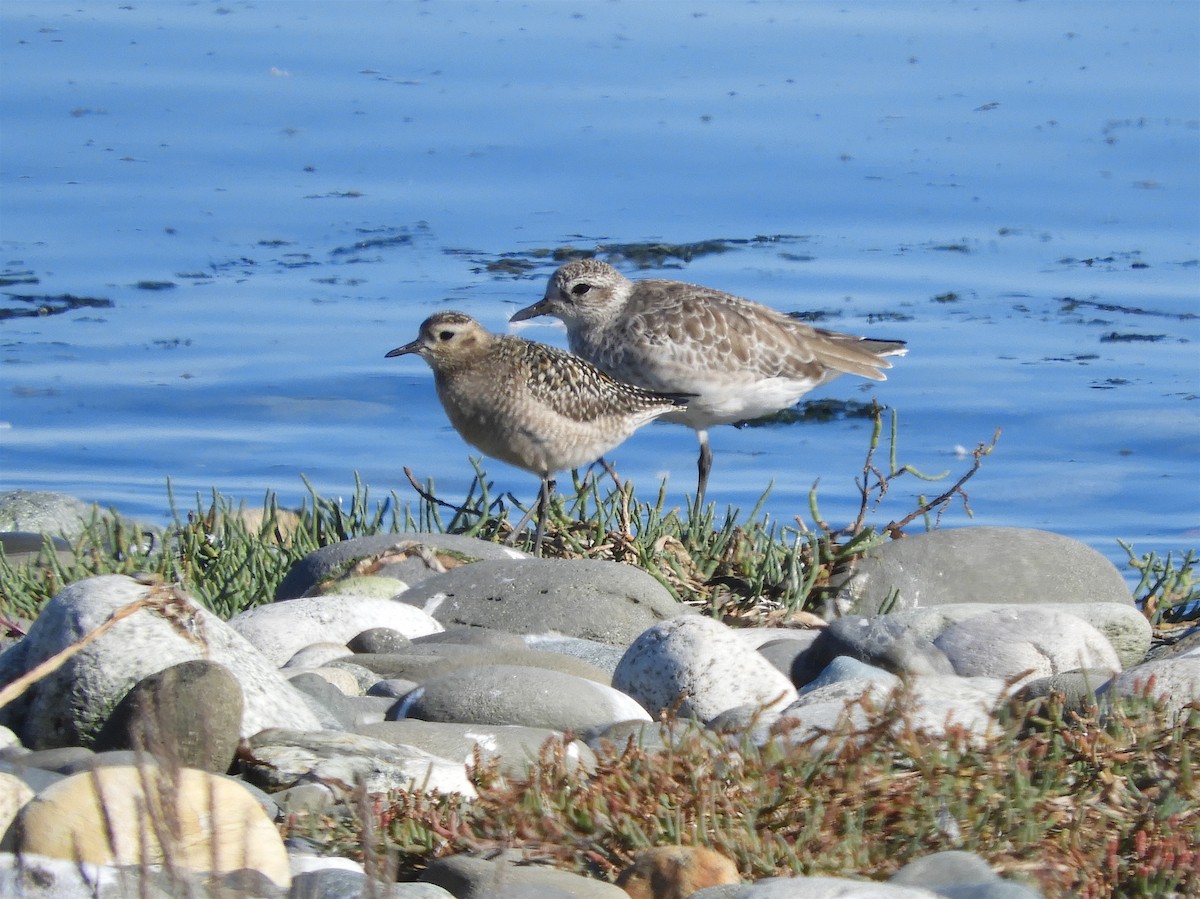 Pacific Golden-Plover - ML266961501