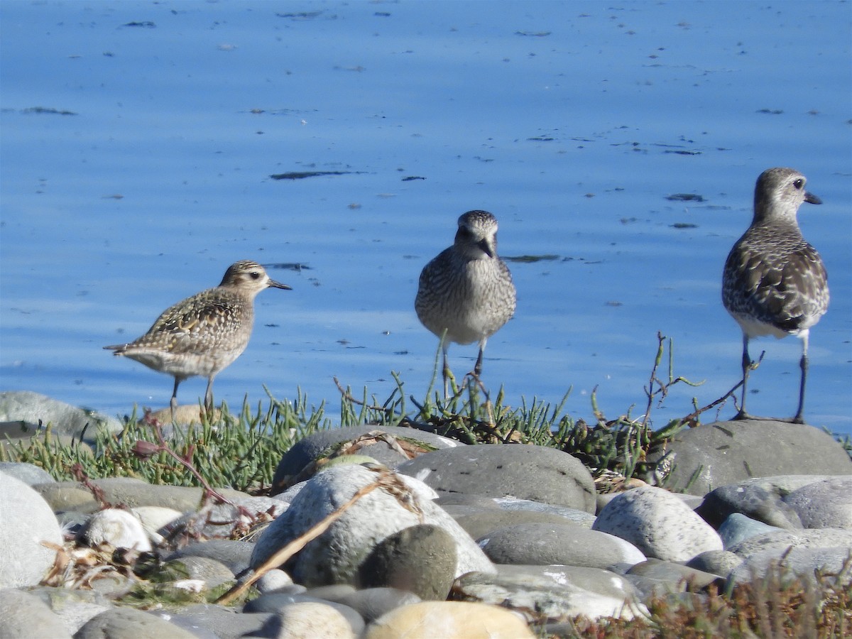 Pacific Golden-Plover - ML266961591