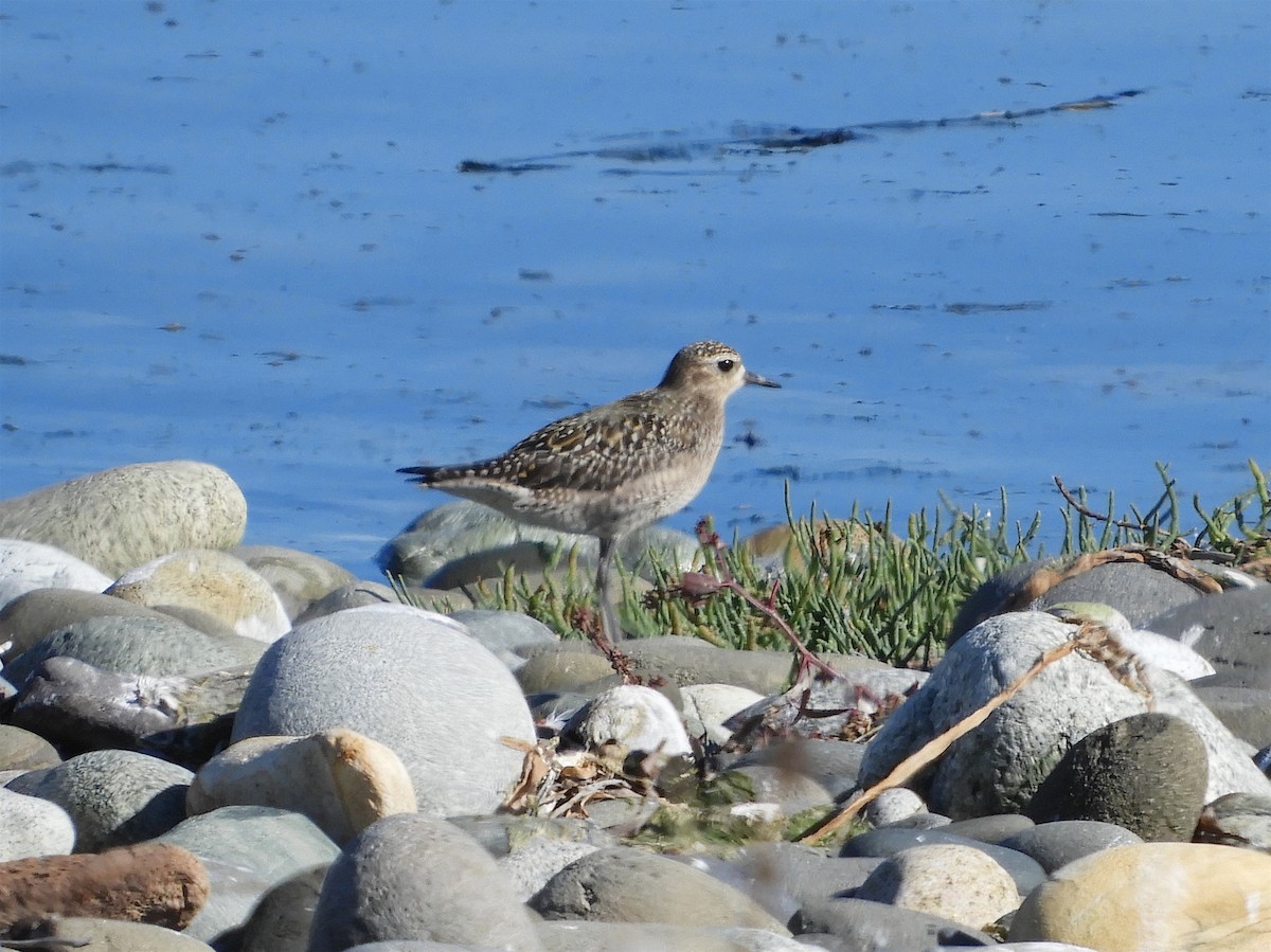 Pacific Golden-Plover - ML266961621