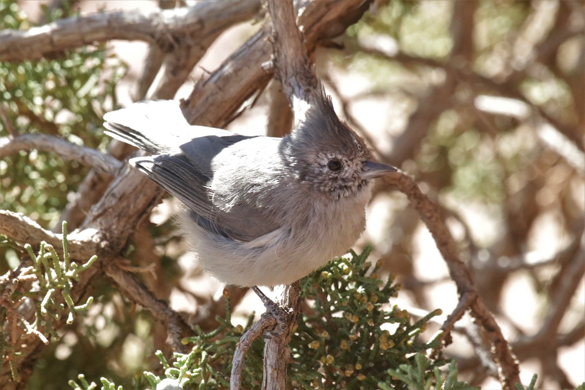 Juniper Titmouse - Doug Kibbe