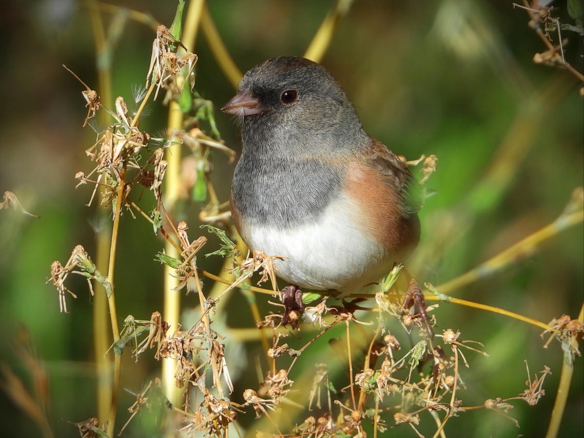 Dark-eyed Junco - ML266962111