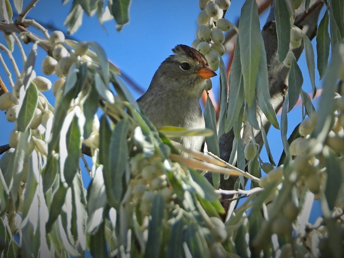 White-crowned Sparrow - ML266962141