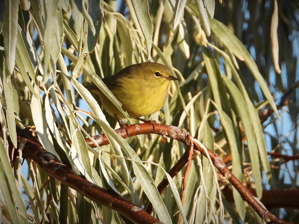 Orange-crowned Warbler - ML266962181