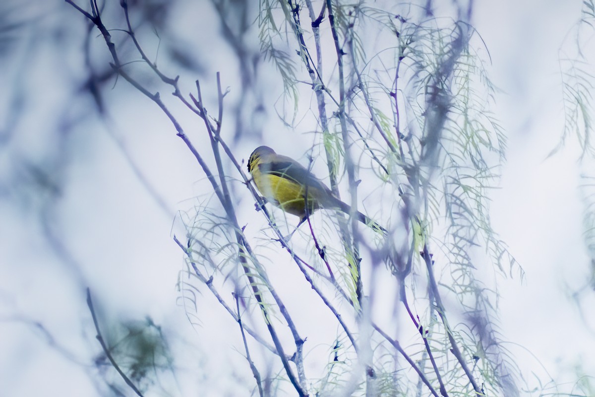 Audubon's Oriole - ML266963201