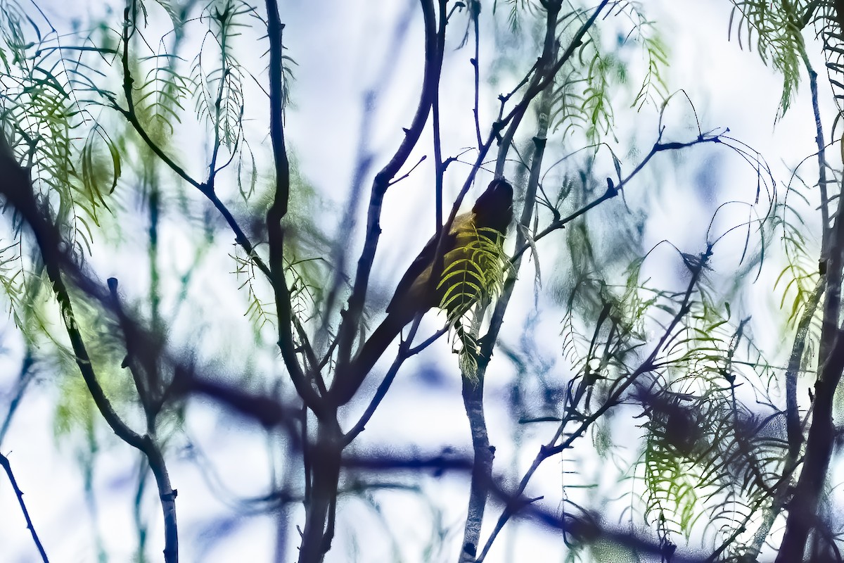 Audubon's Oriole - Tom Crabtree