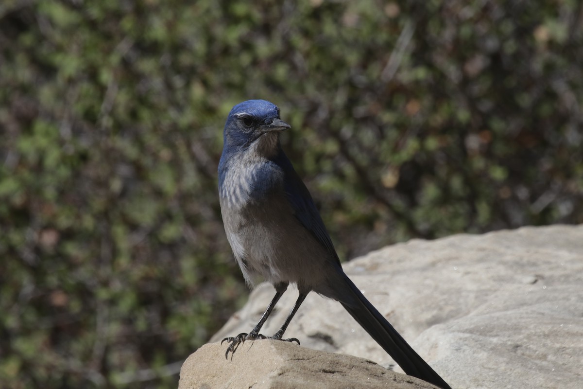 Woodhouse's Scrub-Jay (Woodhouse's) - Mackenzie Goldthwait