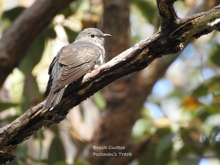 Brush Cuckoo - ML266964051