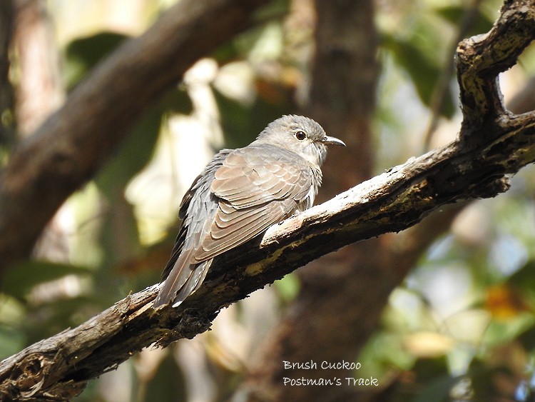 Brush Cuckoo - ML266964061