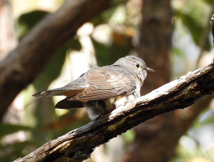 Brush Cuckoo - ML266964091