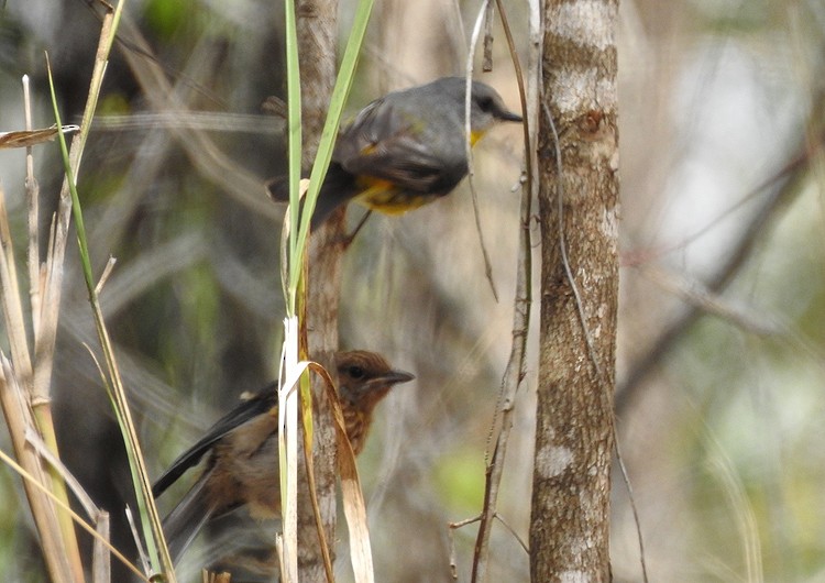 Eastern Yellow Robin - ML266964931