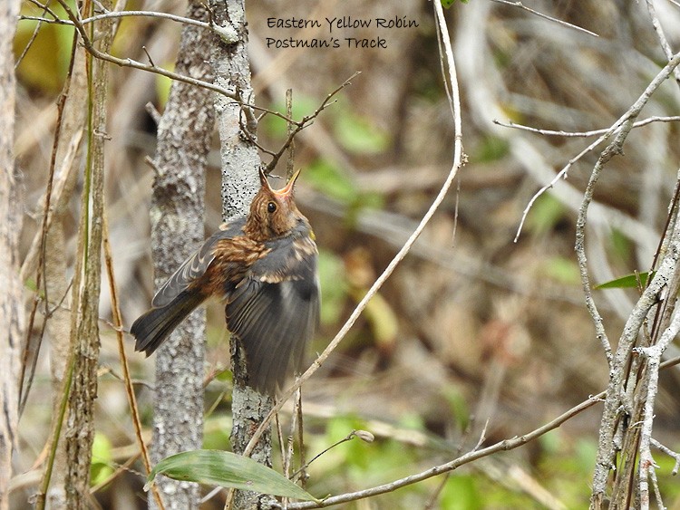 Eastern Yellow Robin - ML266964951