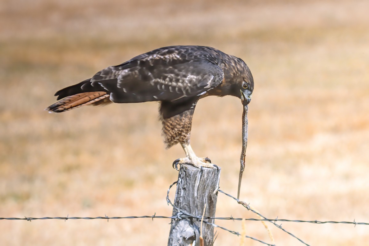 Red-tailed Hawk - ML266966591