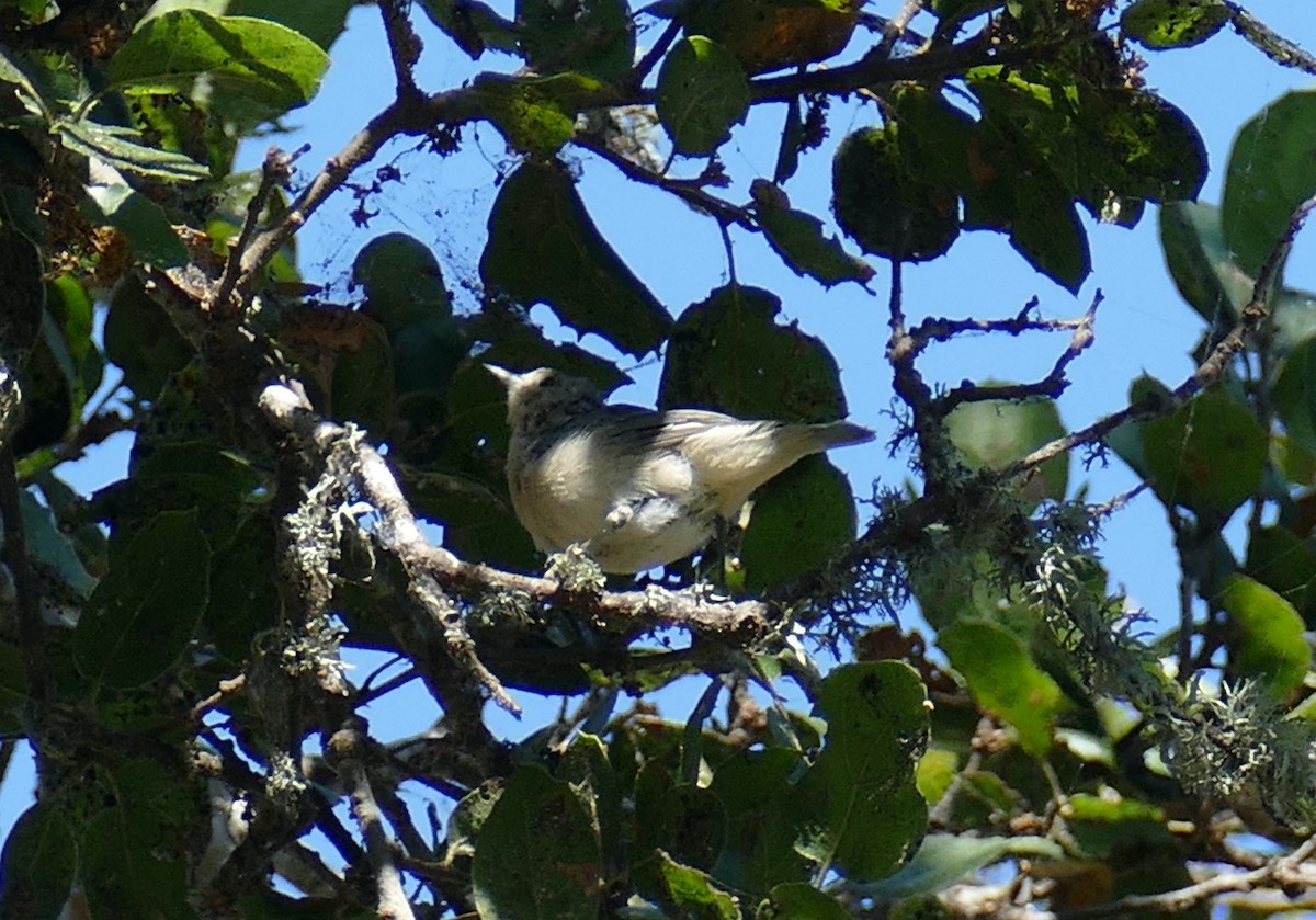 Lucy's Warbler - ML266967041