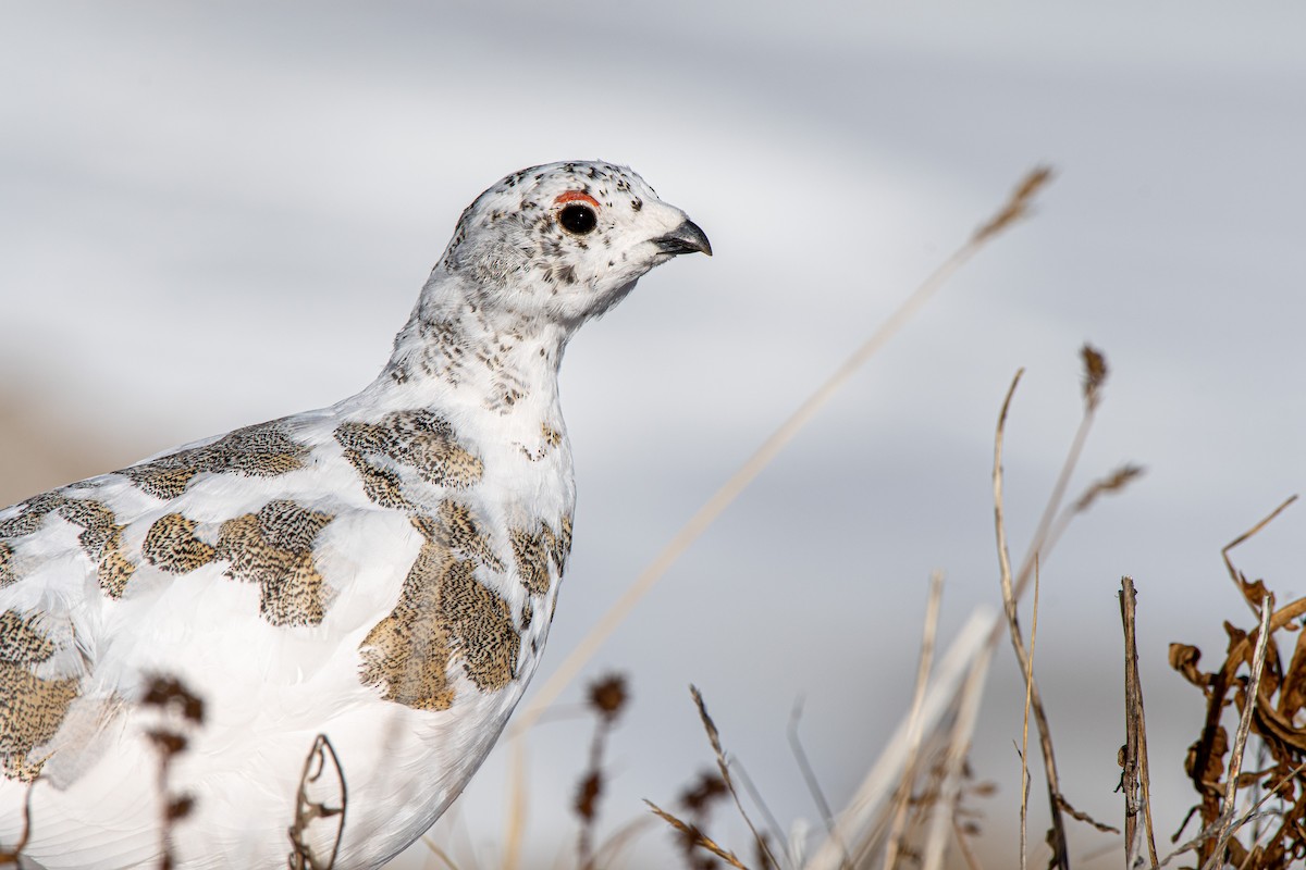 White-tailed Ptarmigan - Adam Perrier