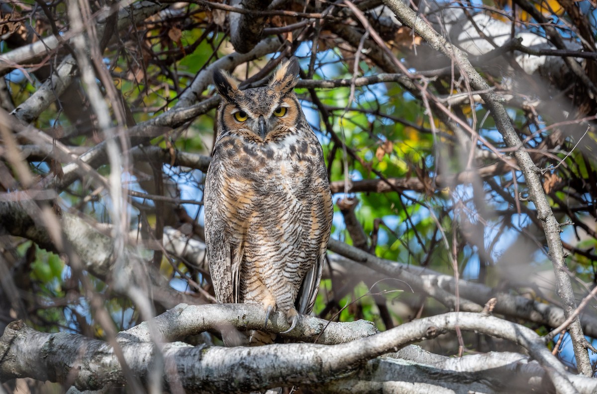 Great Horned Owl - ML266967661