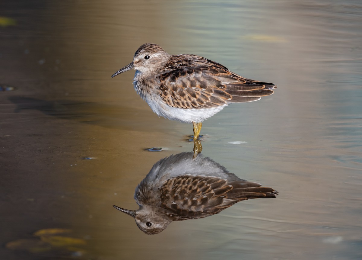 pygmésnipe - ML266967711