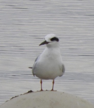 Forster's Tern - ML266967821