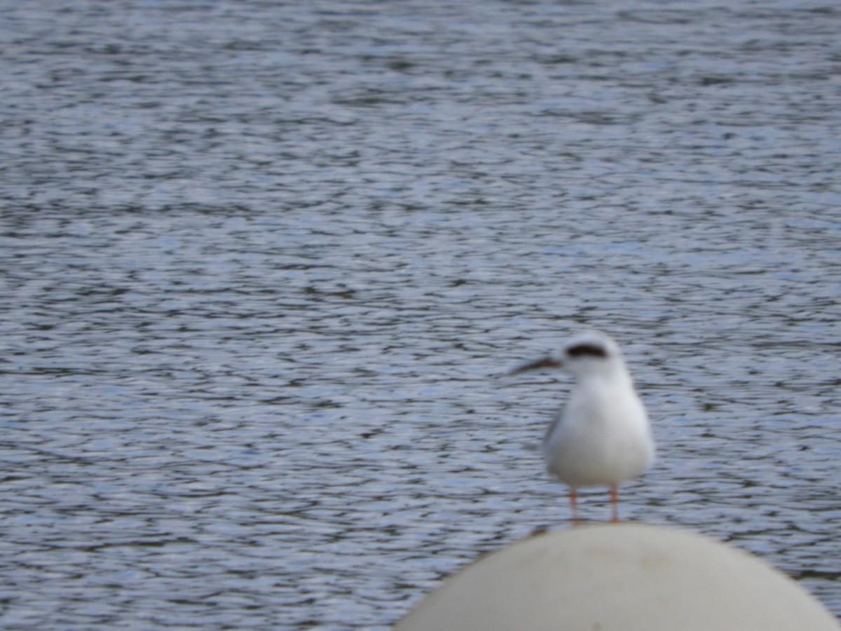 Forster's Tern - ML266967841