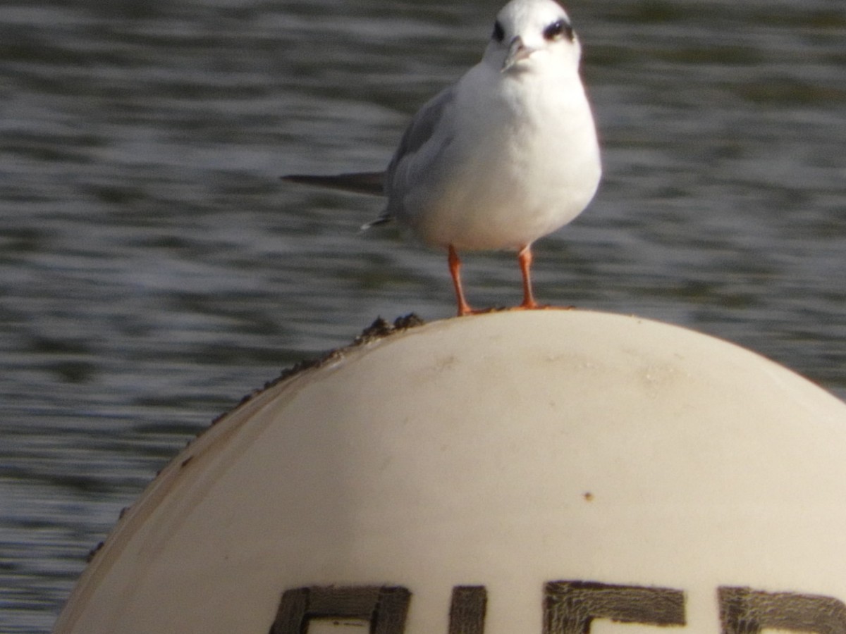 Forster's Tern - ML266967851