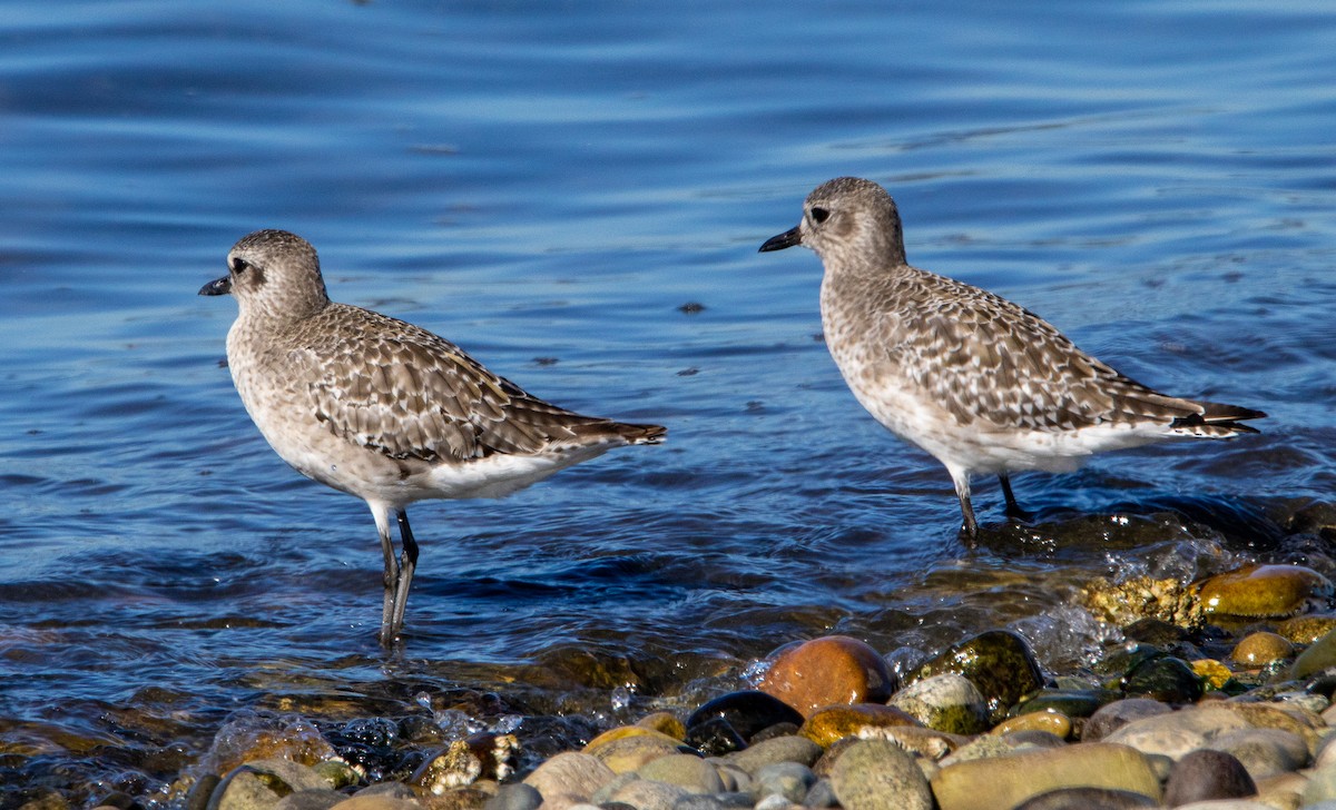 Black-bellied Plover - Paul  Bueren