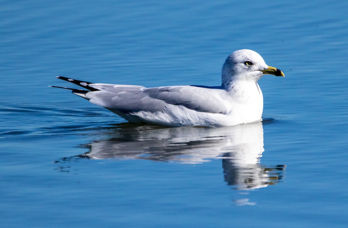 Ring-billed Gull - Paul  Bueren