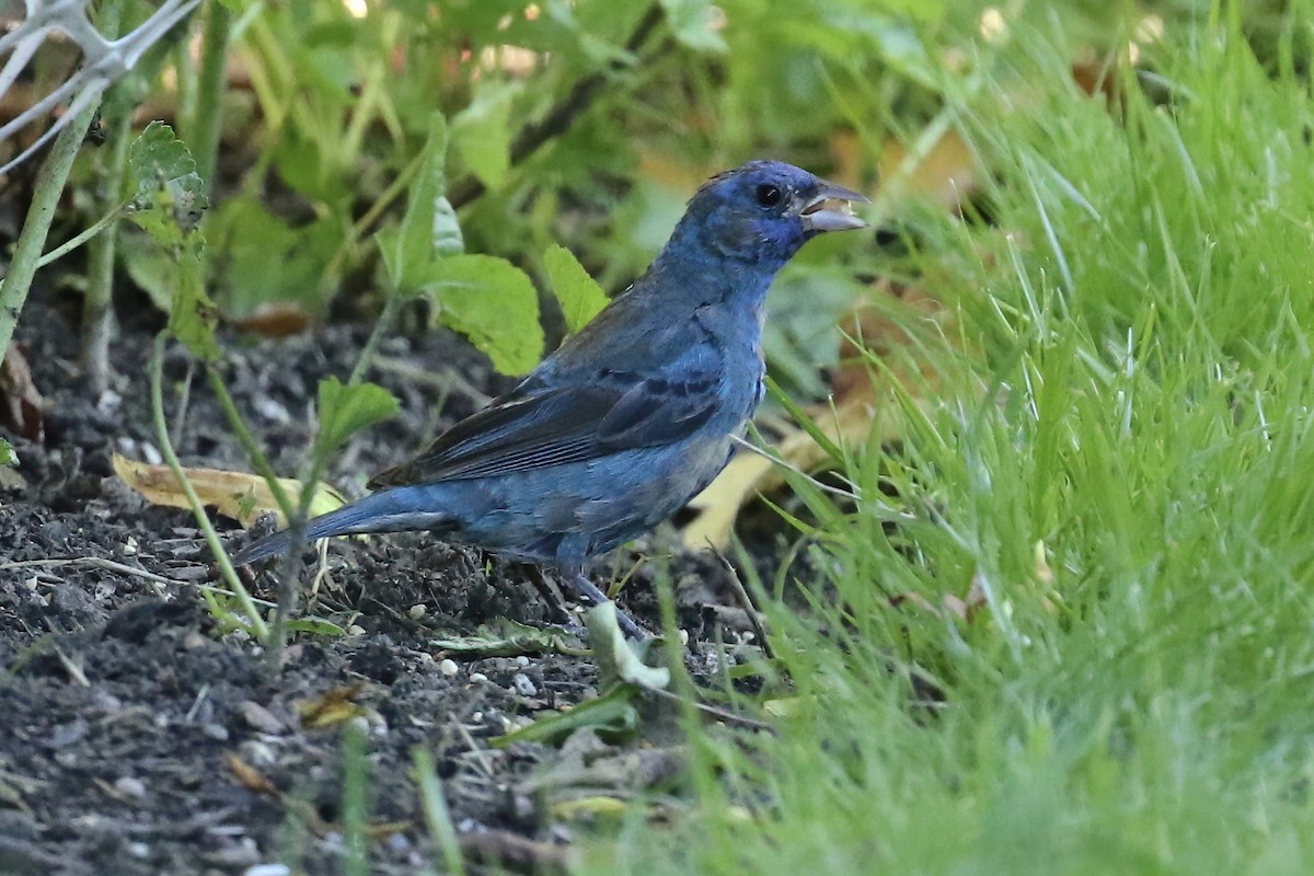 Indigo Bunting - ML266968211