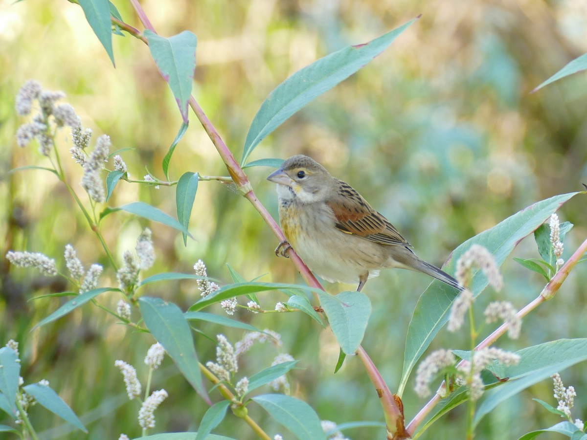 Dickcissel - ML266970651