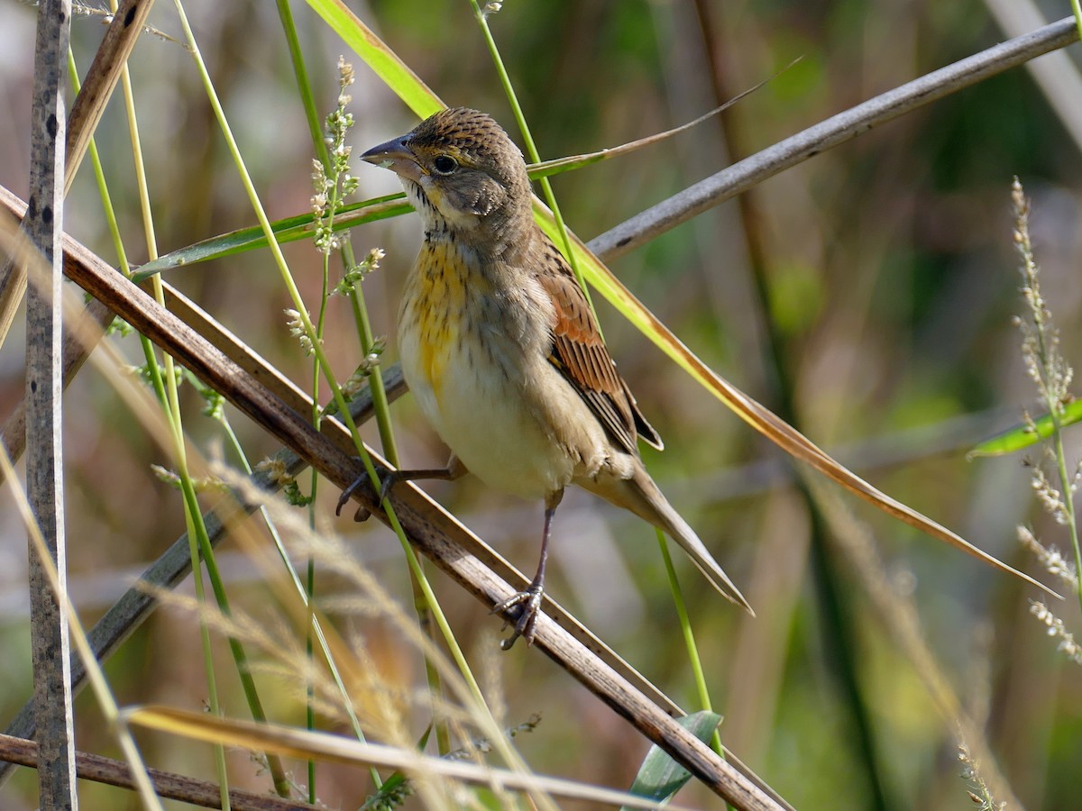 Dickcissel - ML266970661