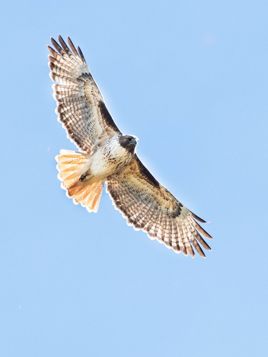 Red-tailed Hawk - ML266971151