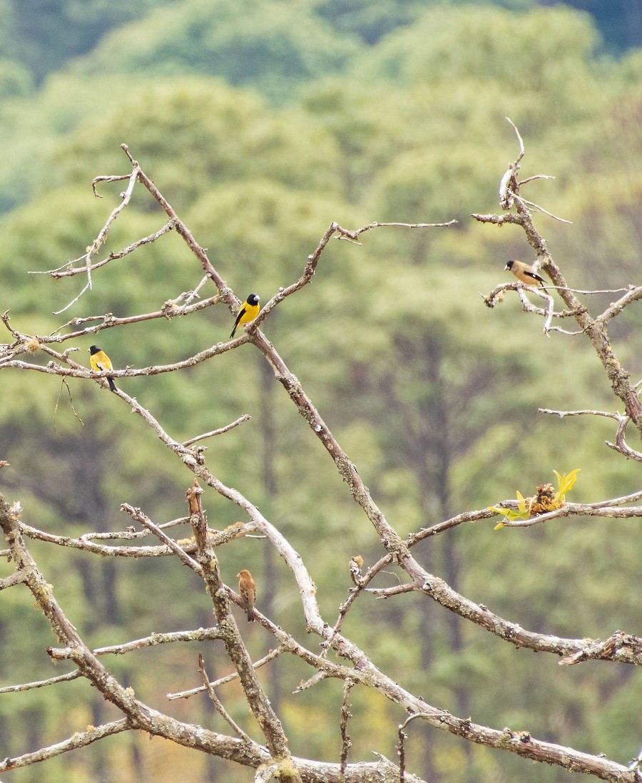 Hooded Grosbeak - ML266971571
