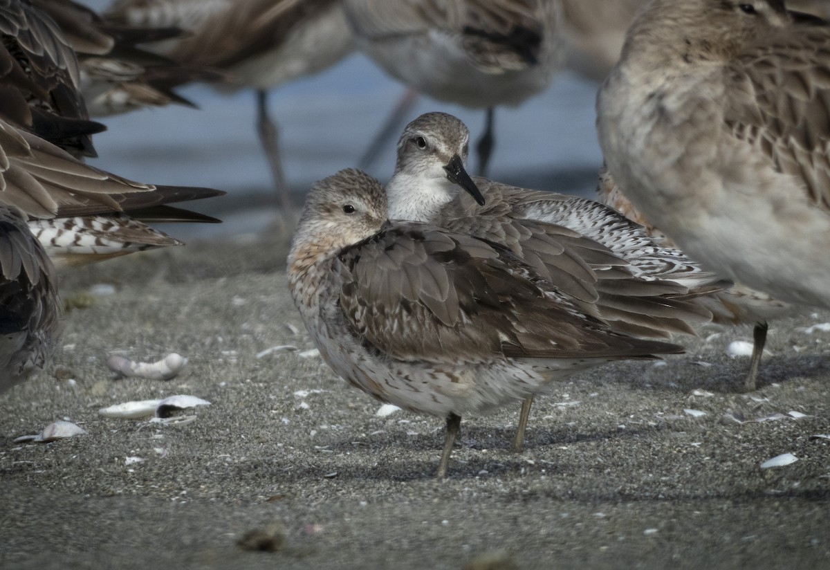 Red Knot - Adam Colley