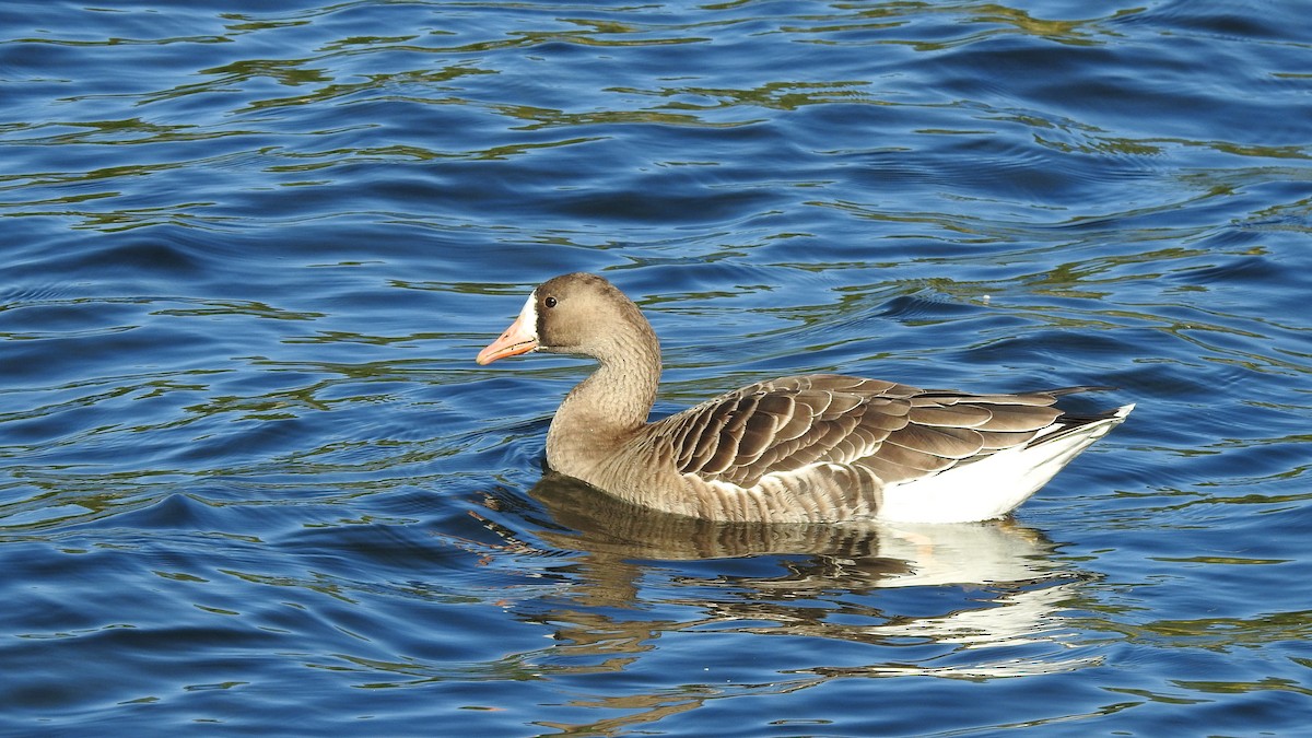 Greater White-fronted Goose - ML266972311