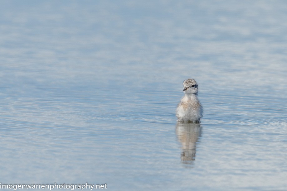 Double-banded Plover - ML266973441