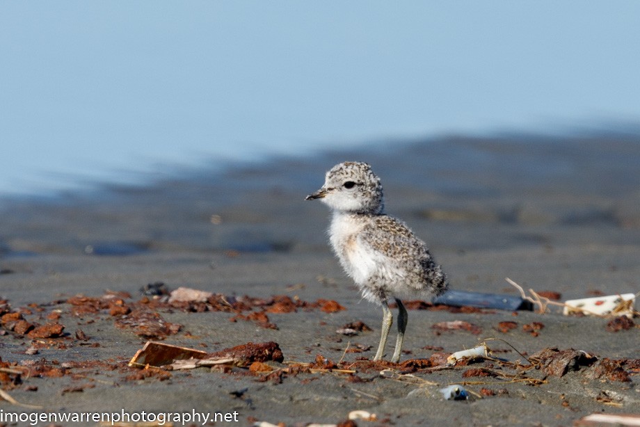 Double-banded Plover - ML266973531