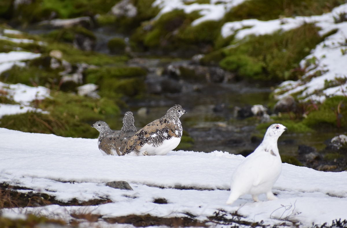 White-tailed Ptarmigan - ML266975951