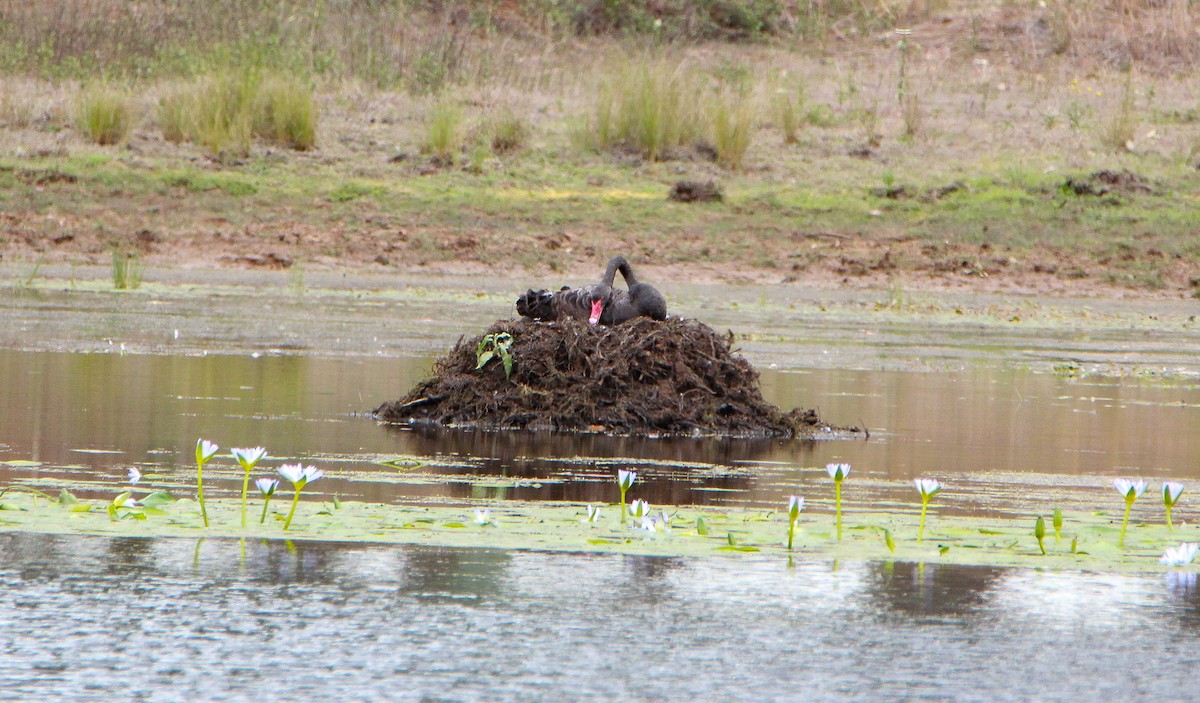 Black Swan - ML266976531