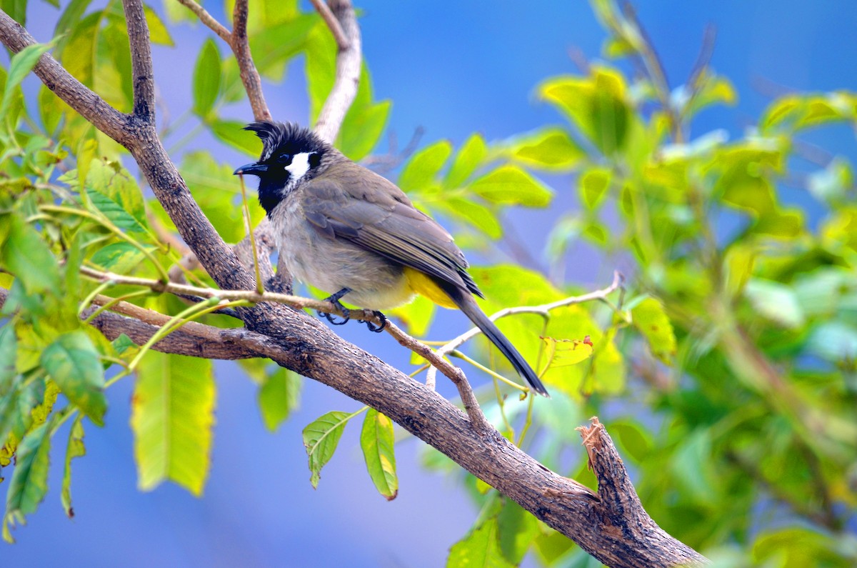 Himalayan Bulbul - ML266977551